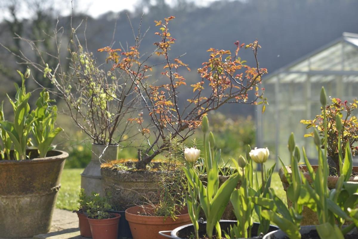 Dandelion Cottage, Amroth Luaran gambar